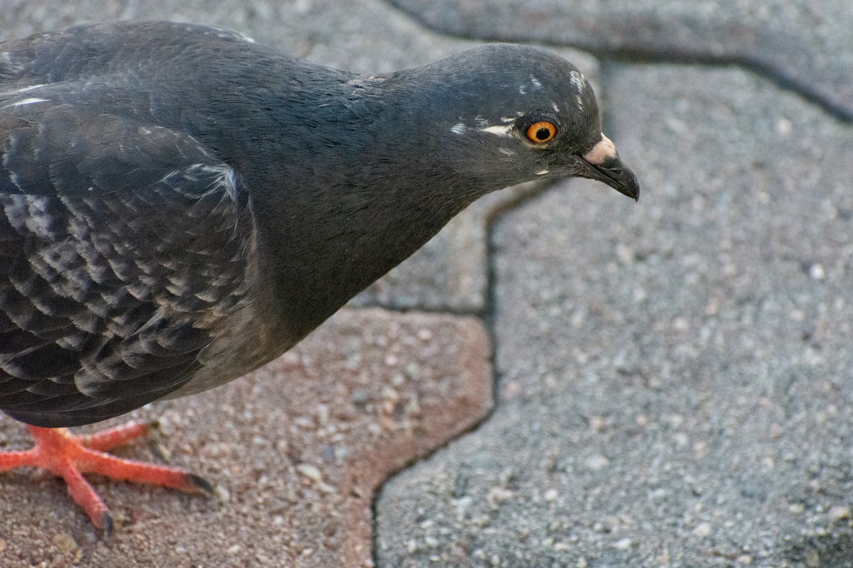 Rock Pigeon (Feral Pigeon) - ML593302071