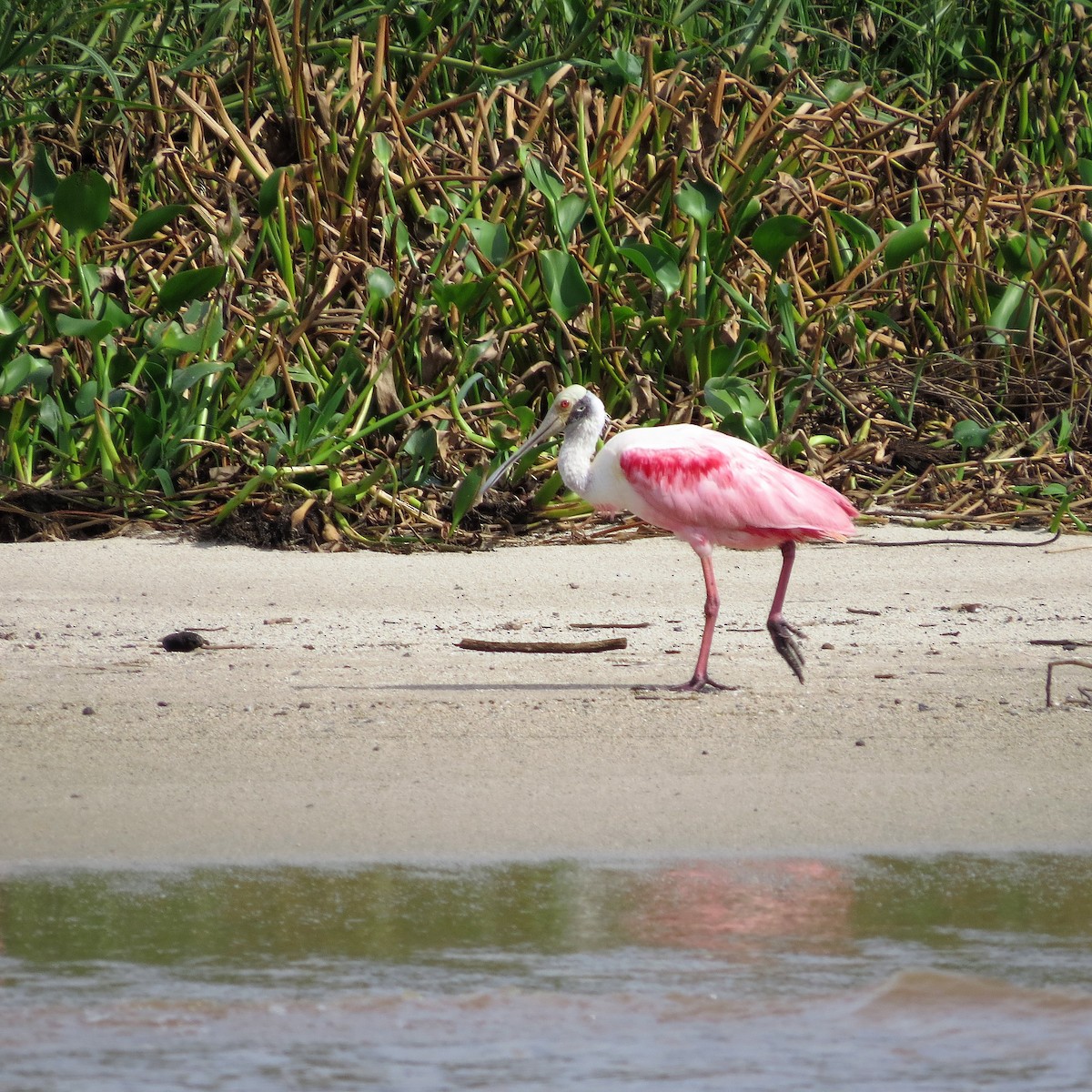 Roseate Spoonbill - Alex Loya