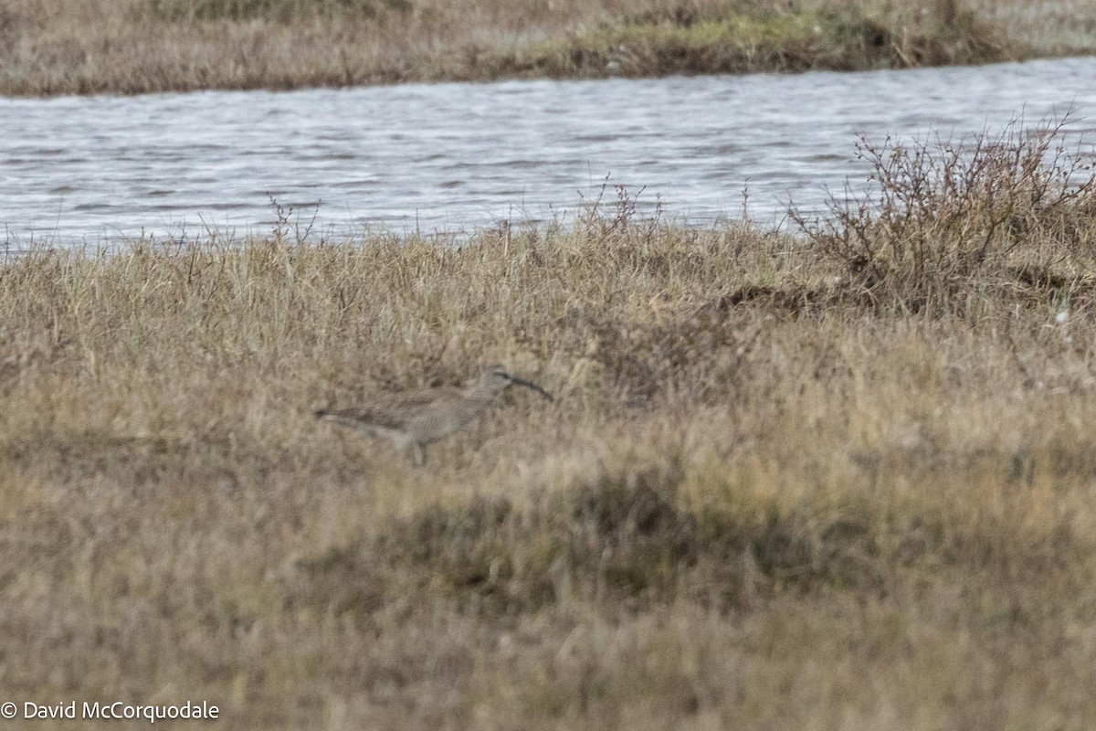 Whimbrel - ML593302501