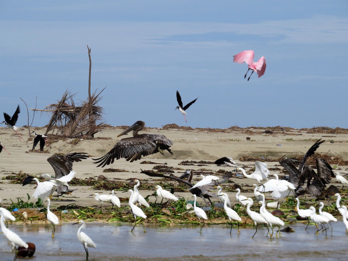 Snowy Egret - ML593302601