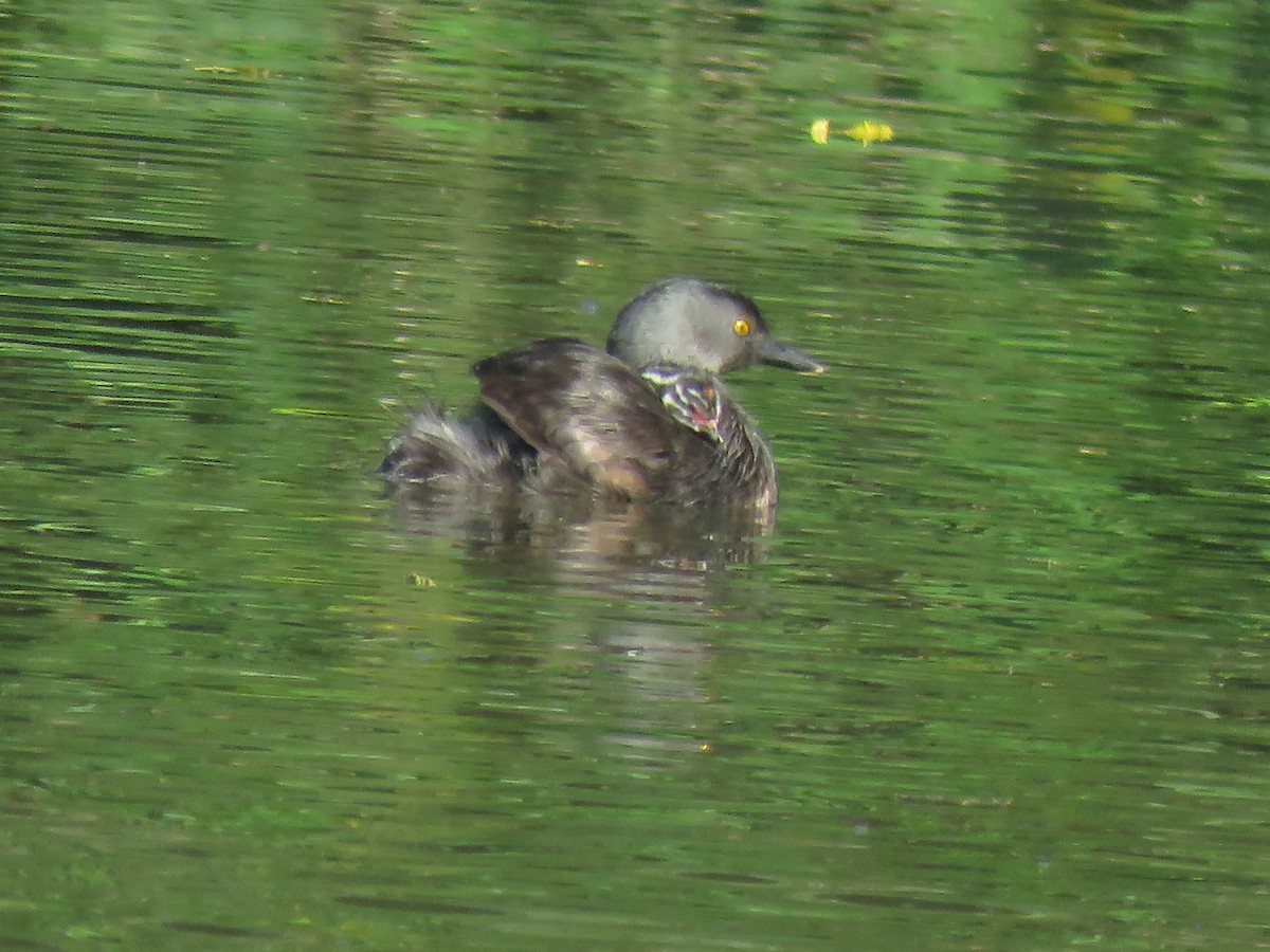 Least Grebe - ML593302681