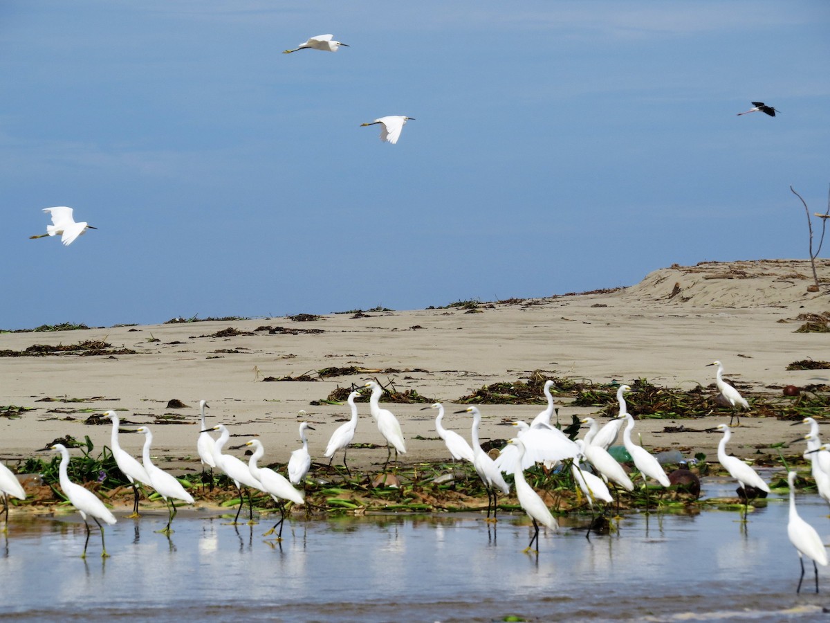 Snowy Egret - ML593302691