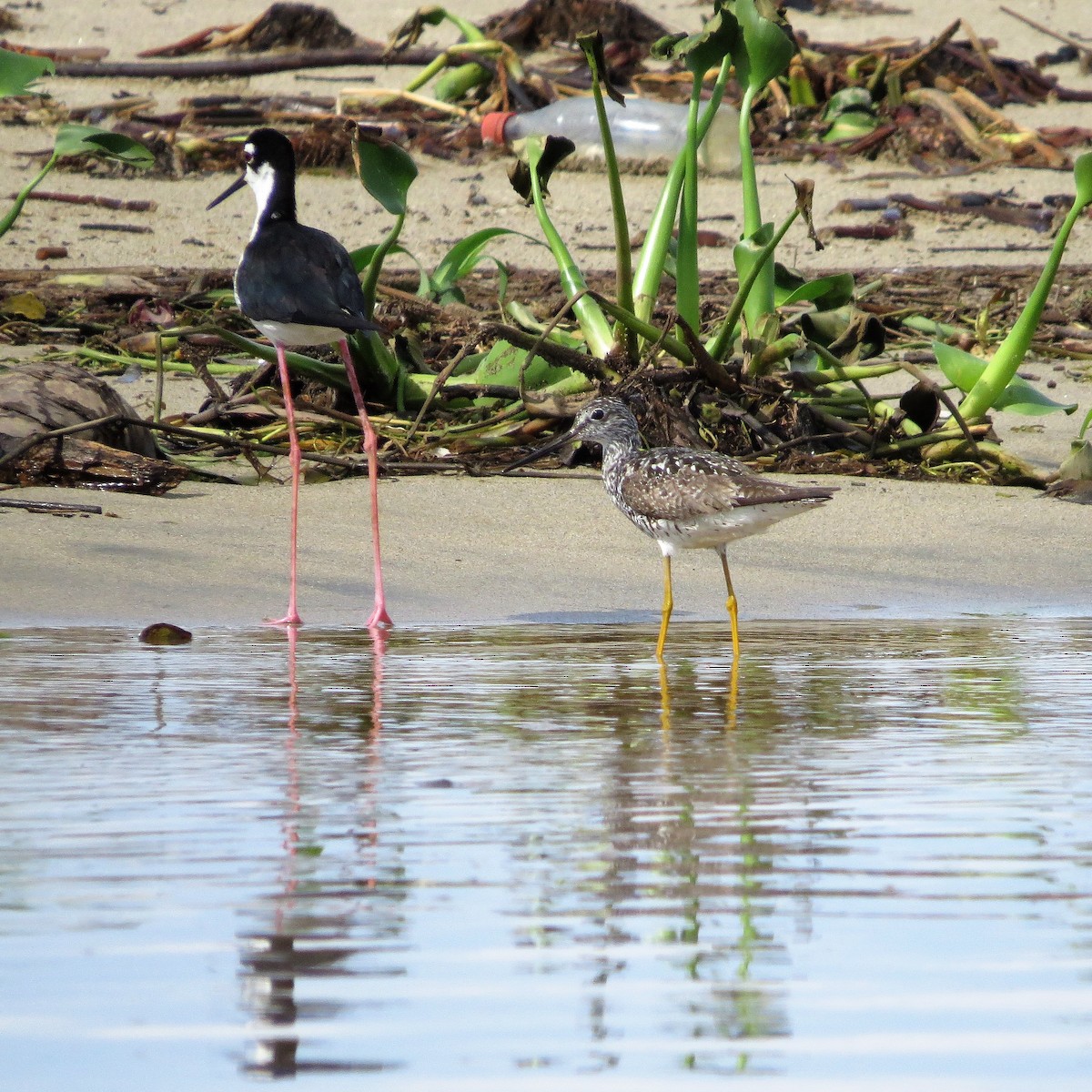 Greater Yellowlegs - ML593303641