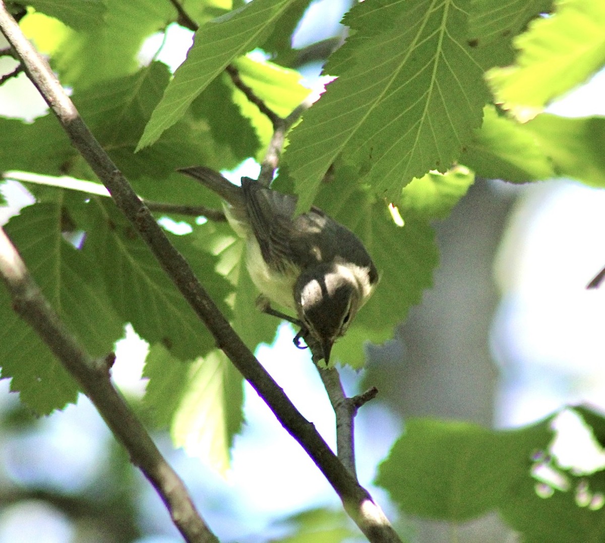 Warbling Vireo - ML593303831