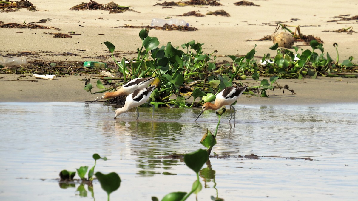 Avoceta Americana - ML593303851