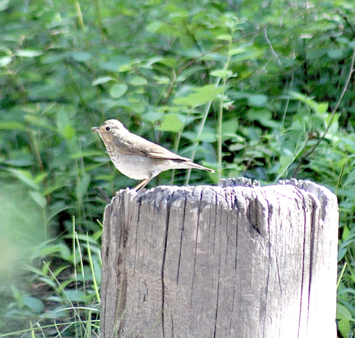 Swainson's Thrush - Adrien C