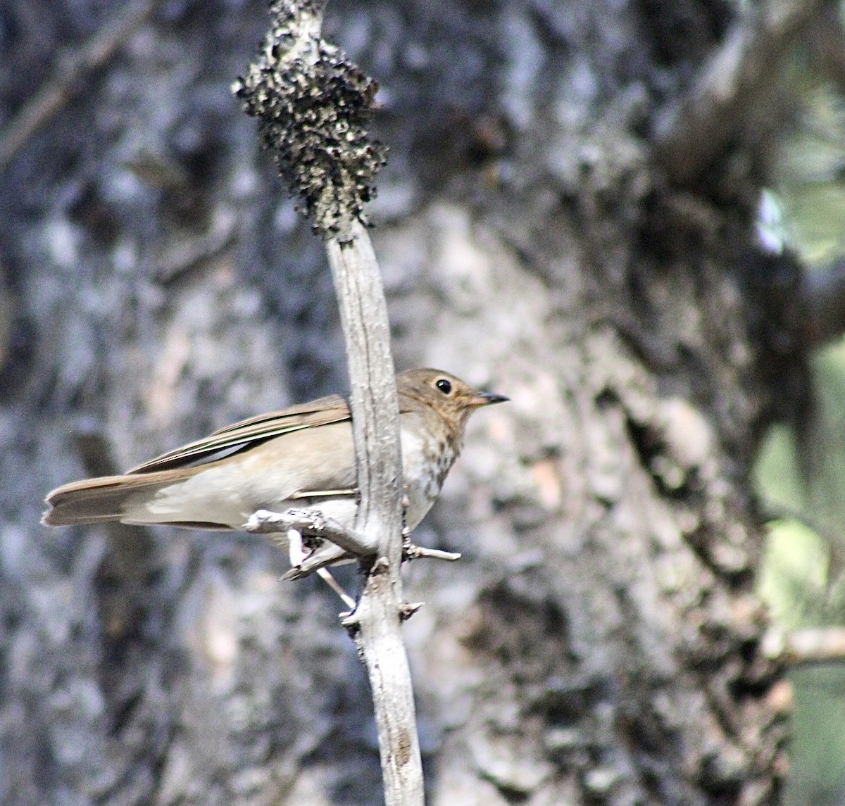 Swainson's Thrush - ML593303931