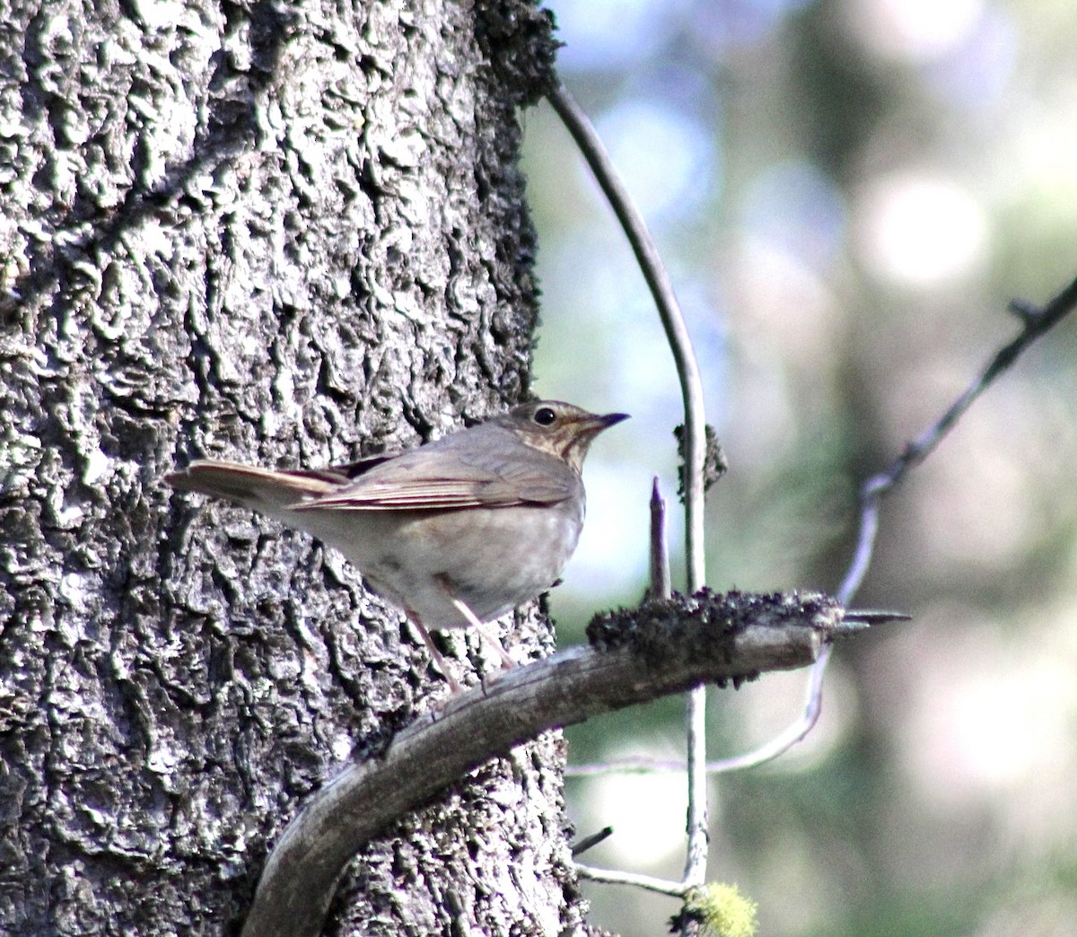 Swainson's Thrush - ML593303951