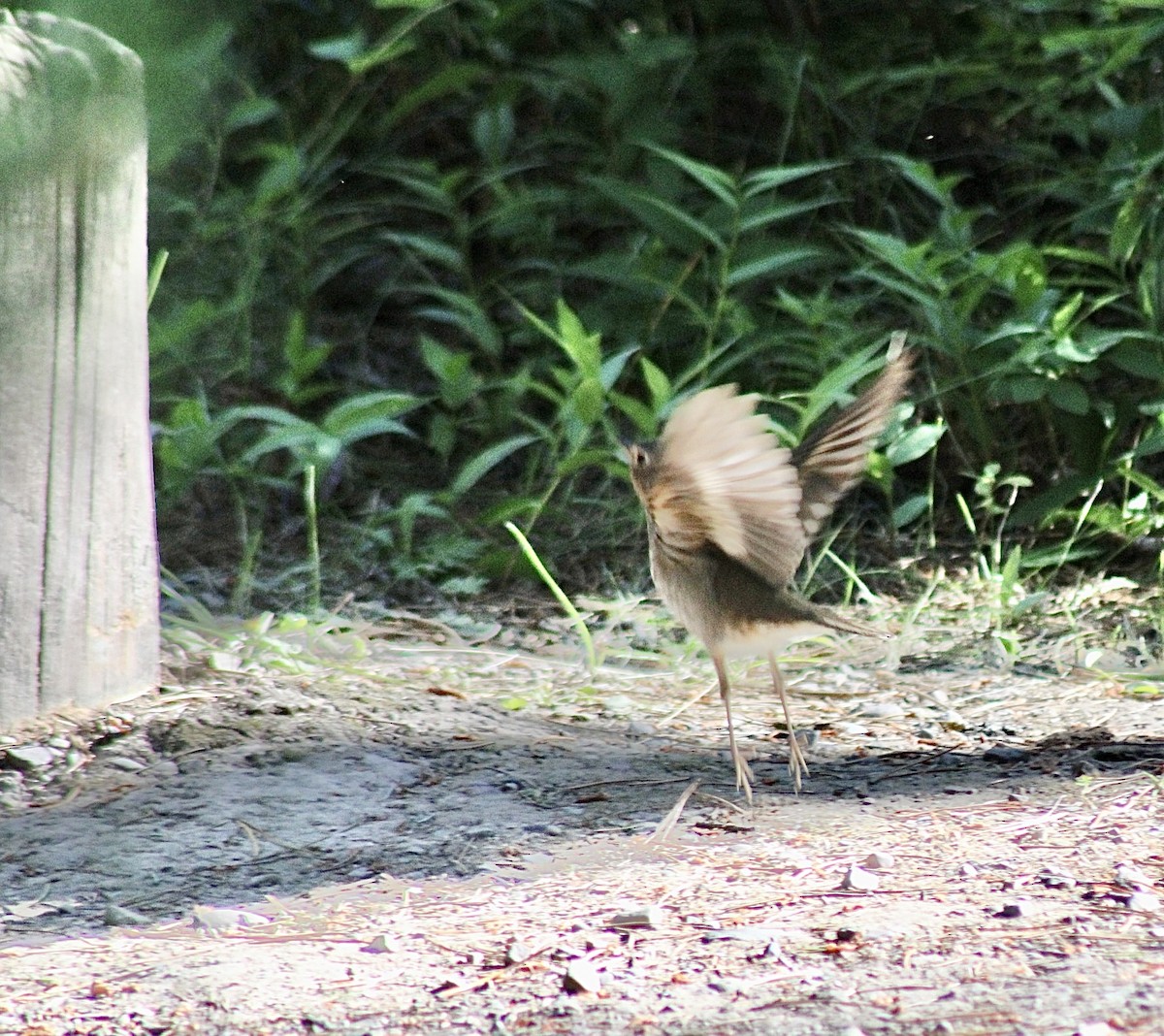 Swainson's Thrush - ML593303961