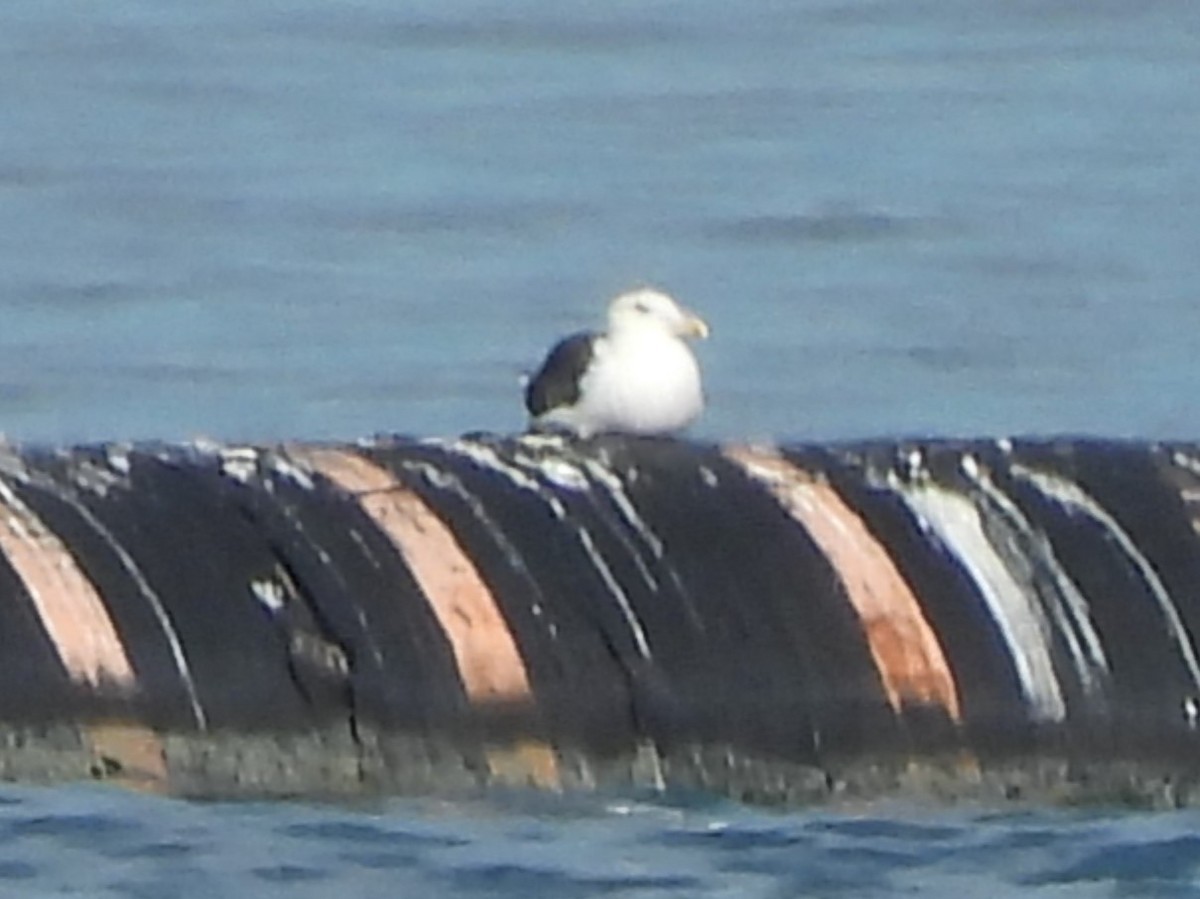 Great Black-backed Gull - ML593304031