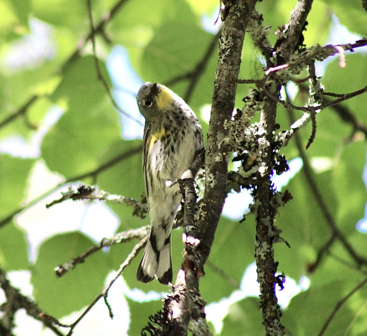 Yellow-rumped Warbler - Adrien C