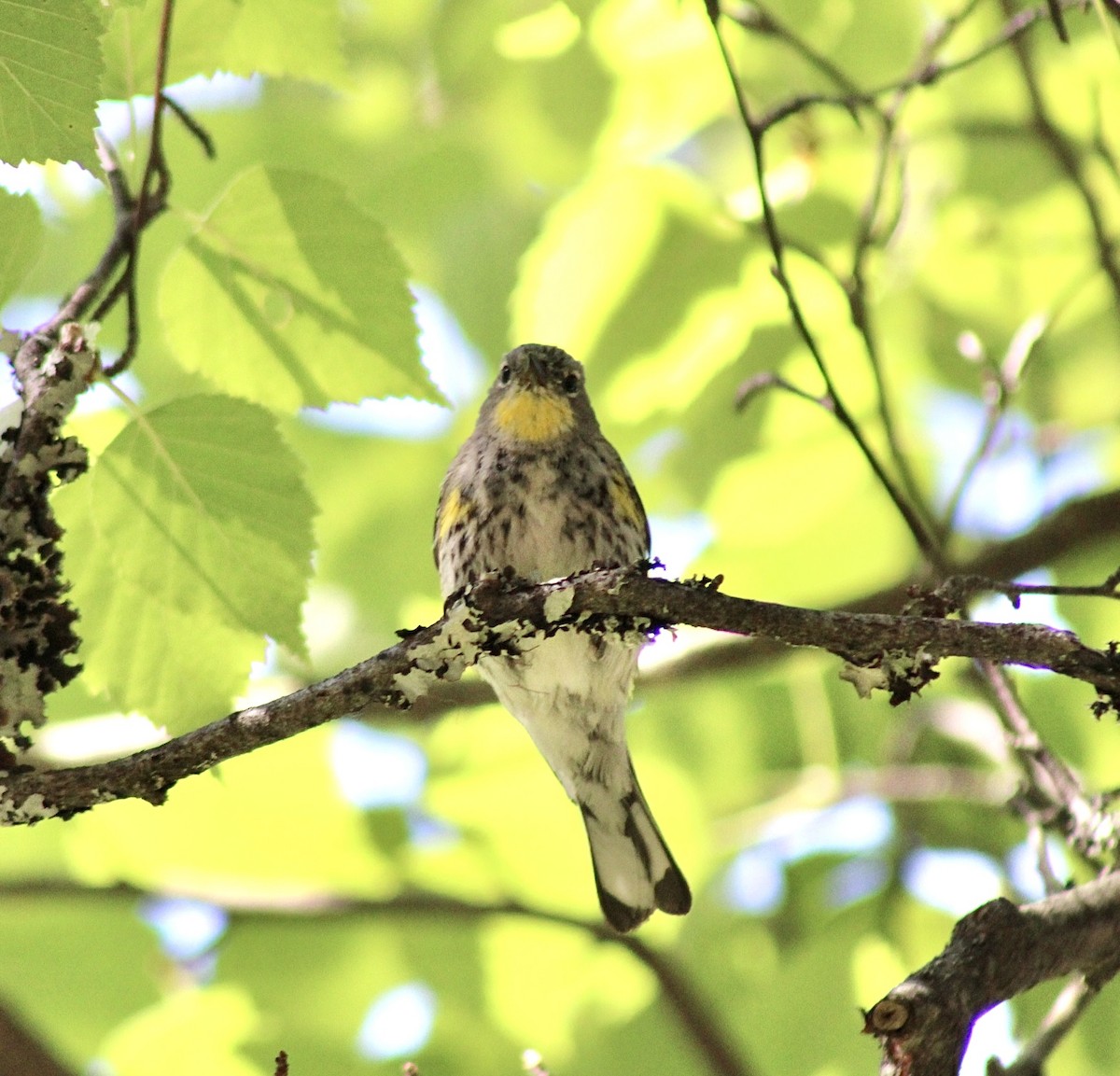 Yellow-rumped Warbler - ML593304271