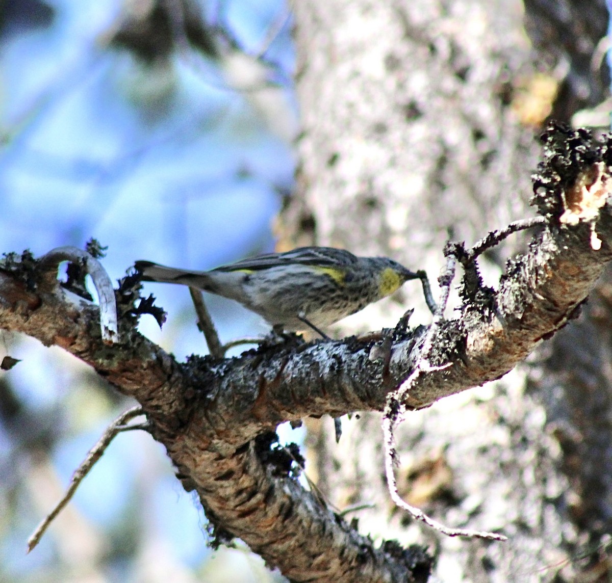 Yellow-rumped Warbler - Adrien C