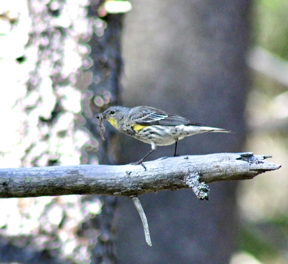 Yellow-rumped Warbler - Adrien C