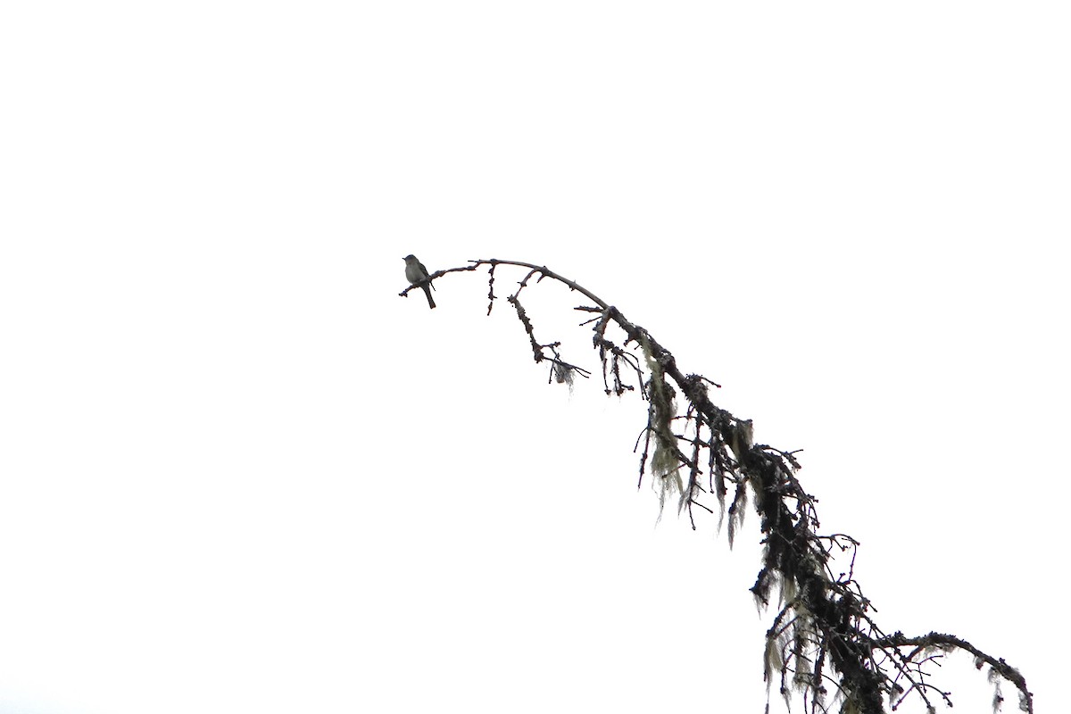 Eastern Wood-Pewee - ML593304311