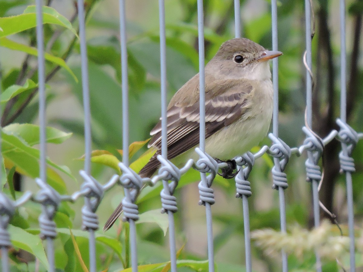 Willow Flycatcher - Eric Michael