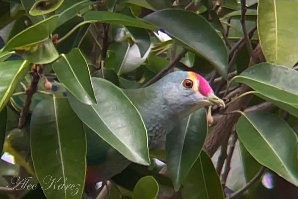 Rose-crowned Fruit-Dove - Alec Karcz