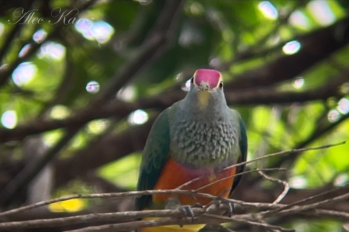 Rose-crowned Fruit-Dove - Alec Karcz