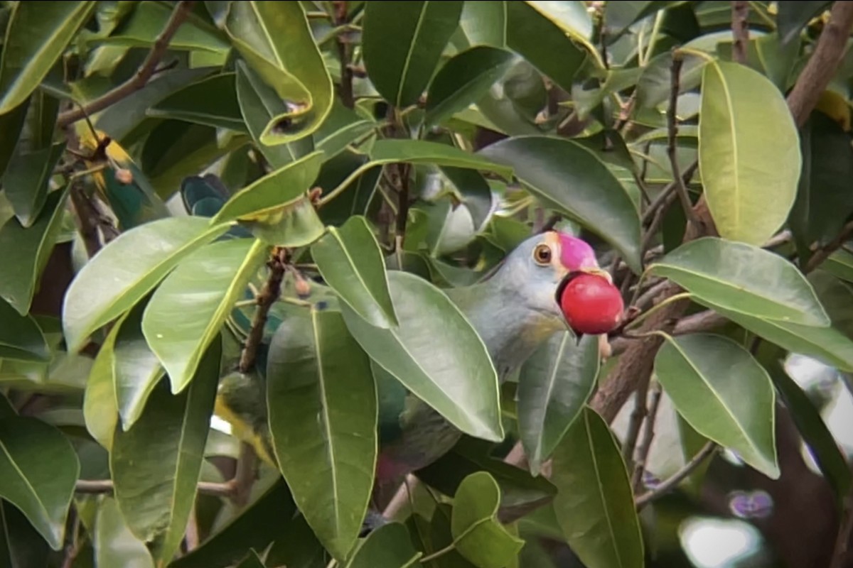 Rose-crowned Fruit-Dove - ML593305131