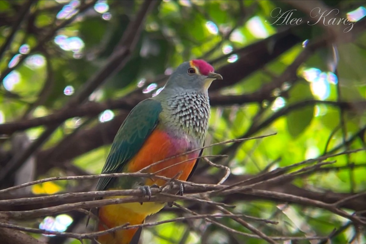 Rose-crowned Fruit-Dove - Alec Karcz