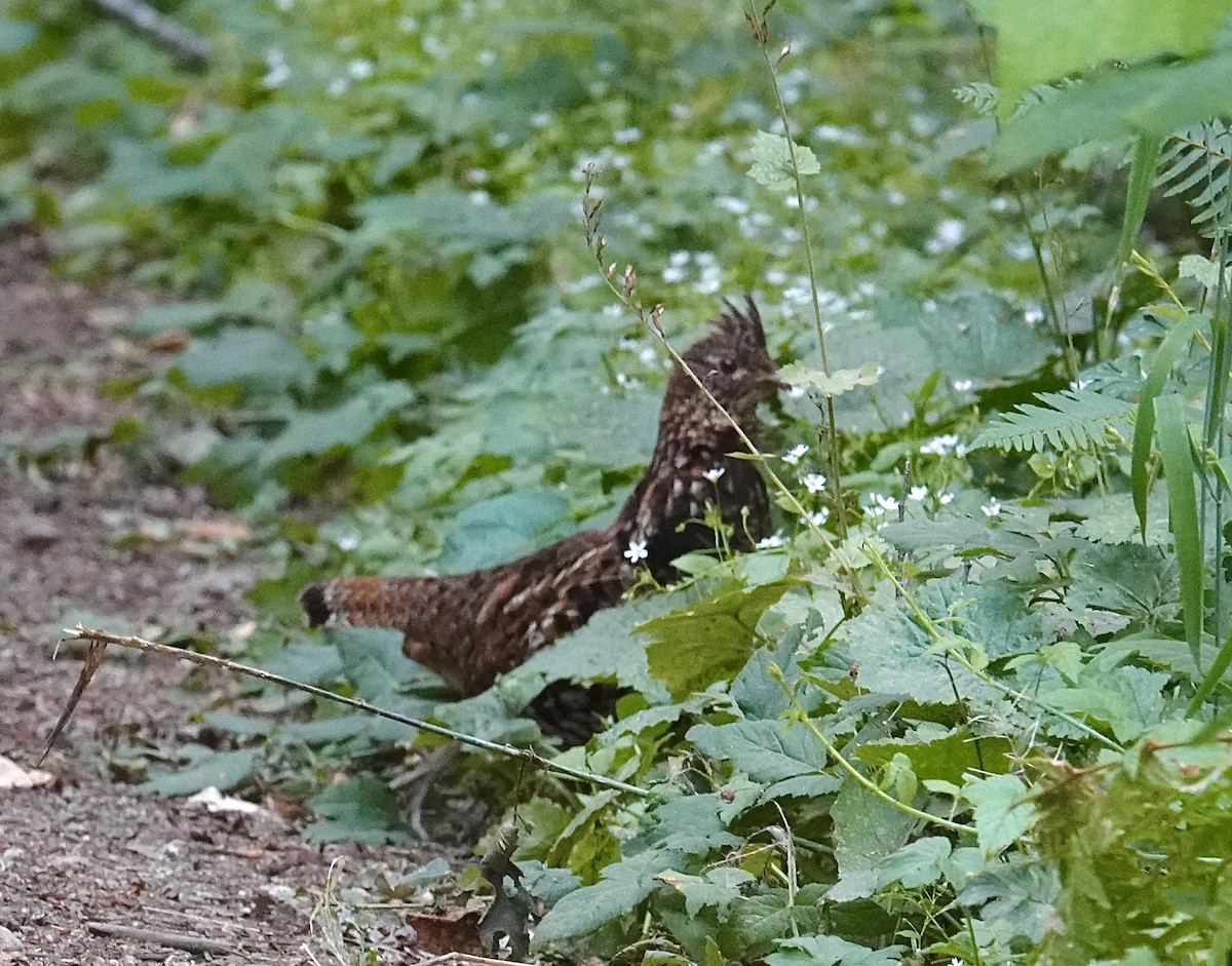 Ruffed Grouse - ML593305241