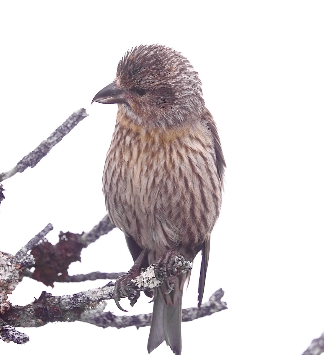 Red Crossbill - ML593305481