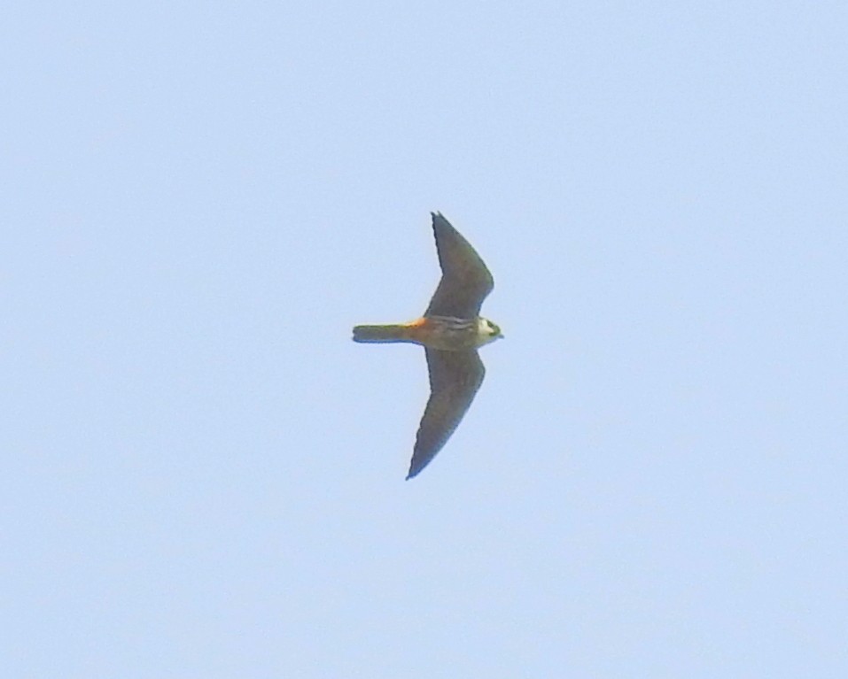 Eurasian Hobby - ML59330571