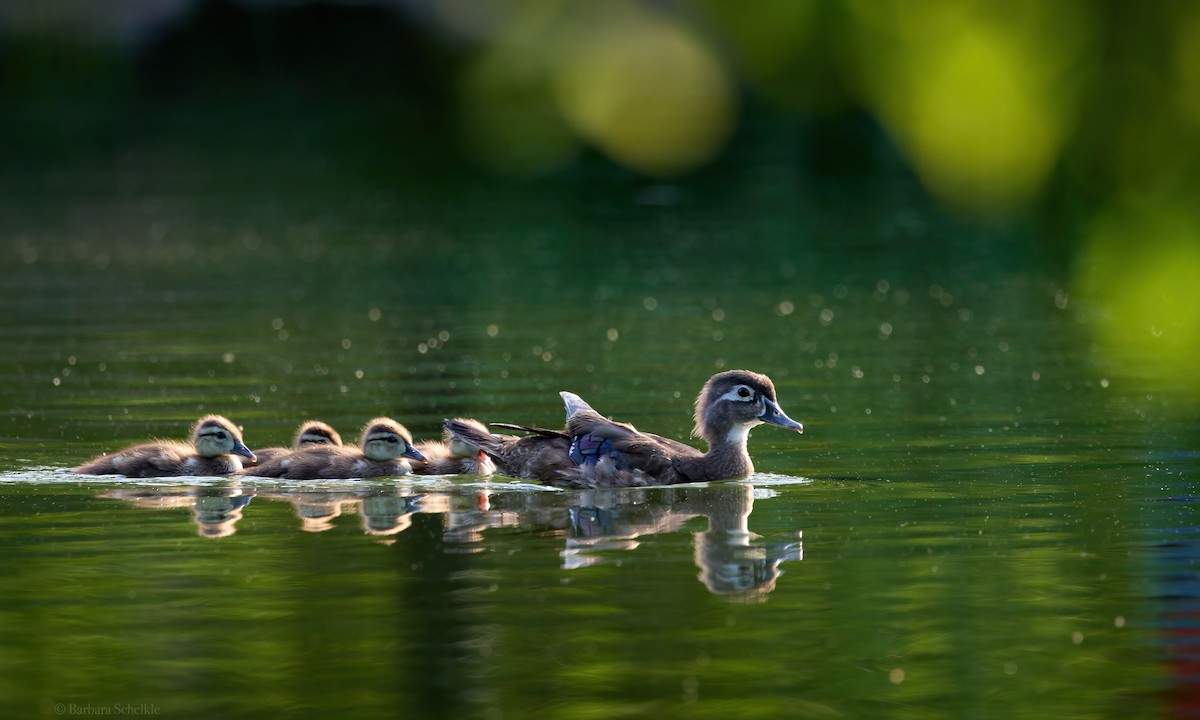 Wood Duck - Barbara S