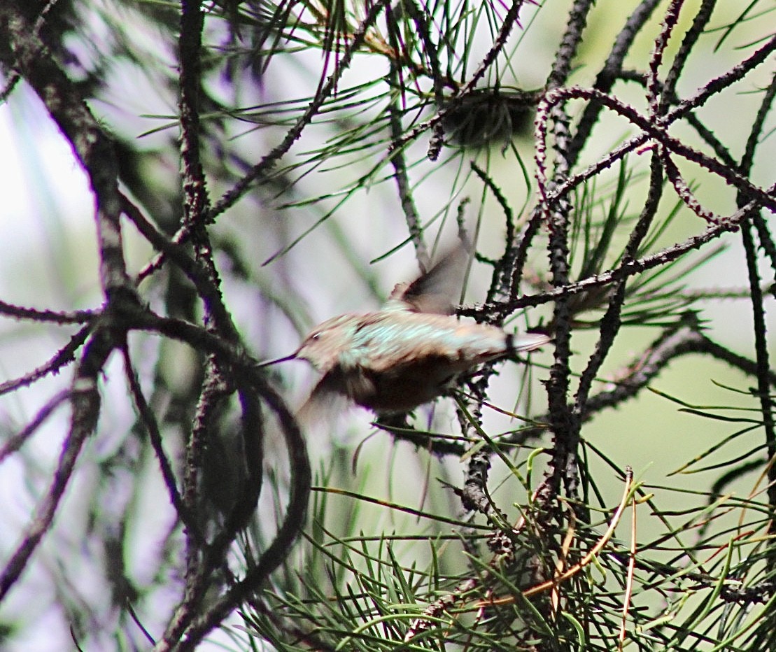Rufous Hummingbird - ML593306001