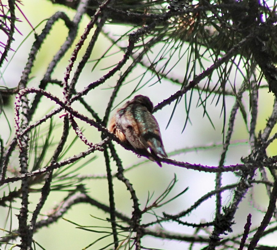 Rufous Hummingbird - ML593306011