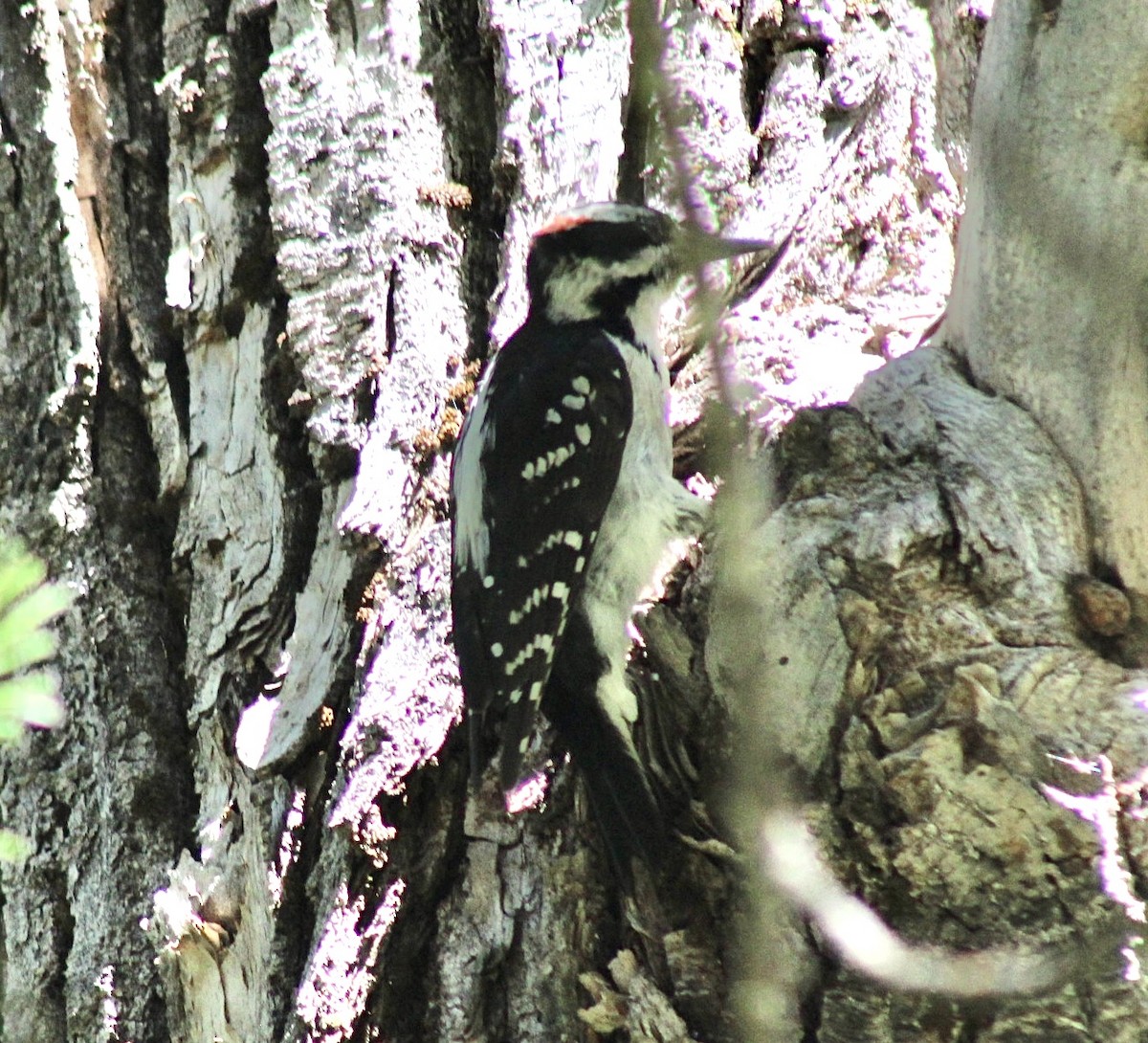 Hairy Woodpecker - Adrien C