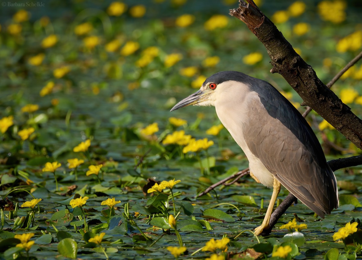 Black-crowned Night Heron - Barbara S