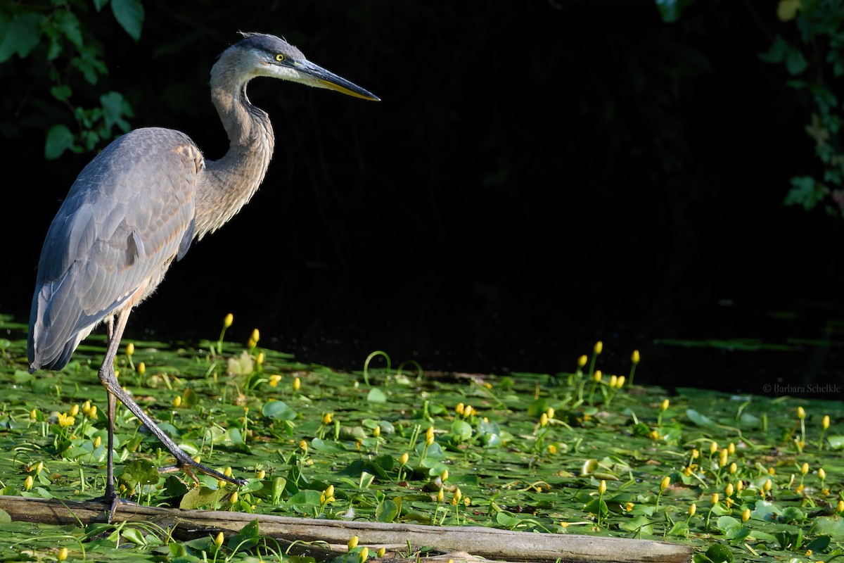 Great Blue Heron - Barbara S