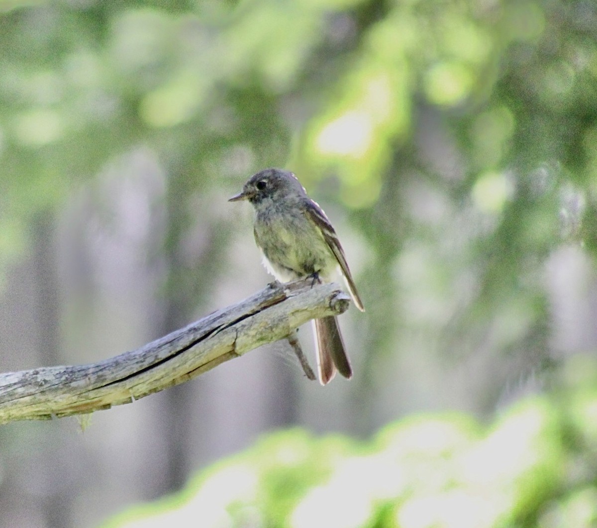 Western Wood-Pewee - ML593306261