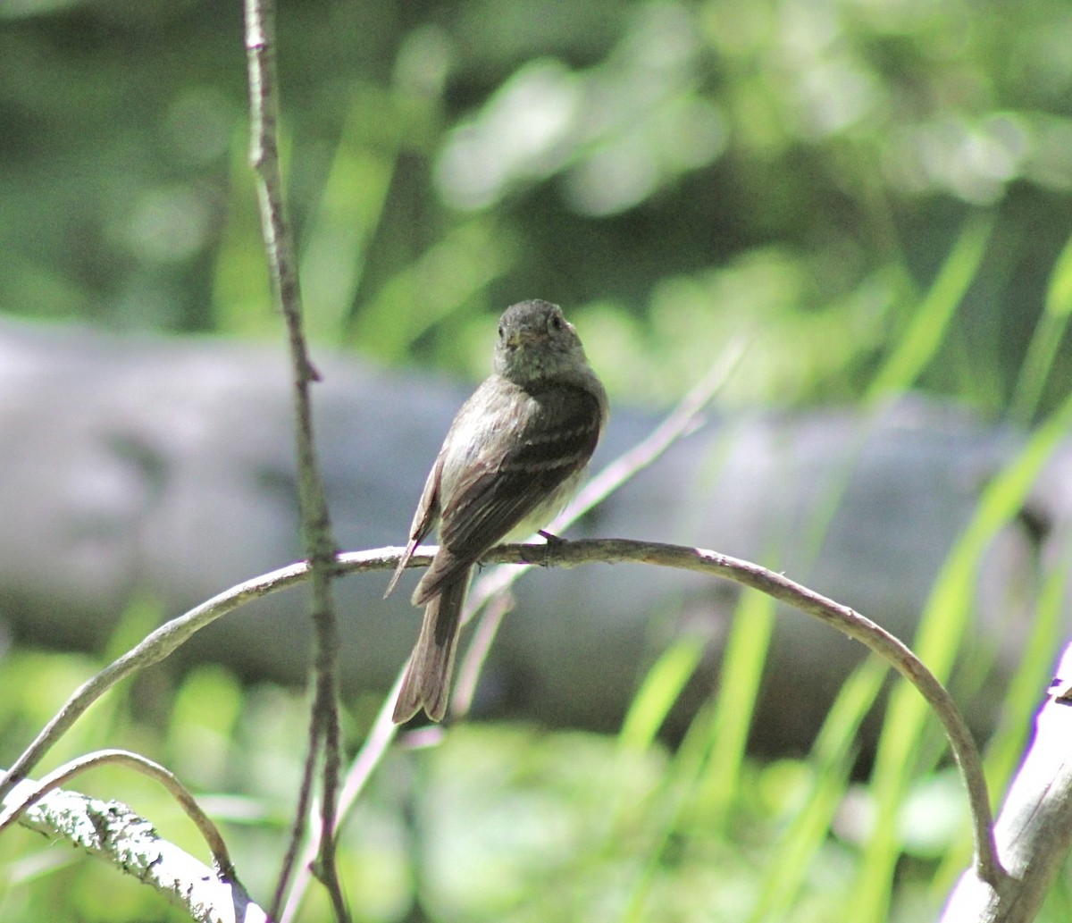 Western Wood-Pewee - ML593306271