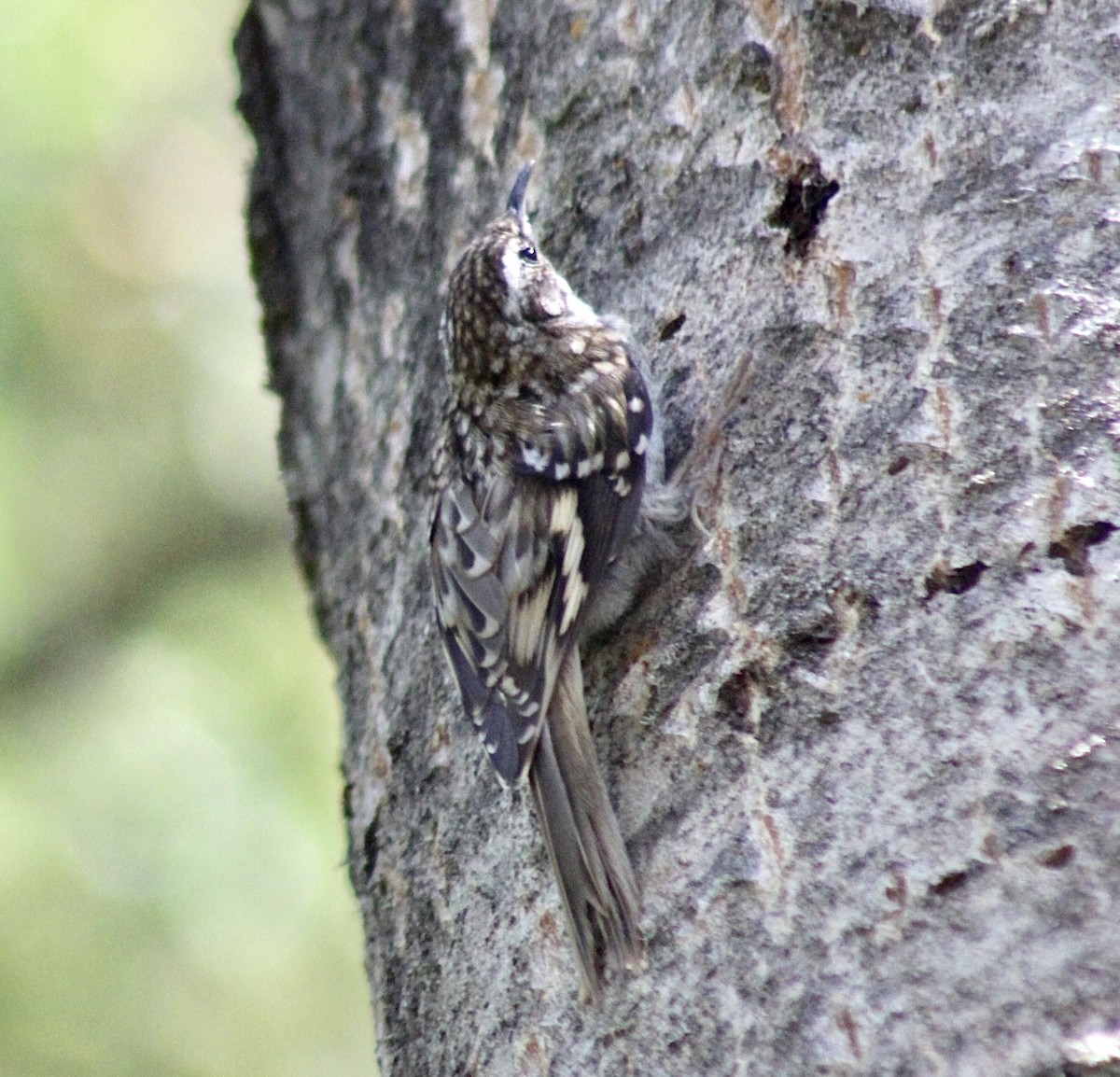 Brown Creeper - ML593306311