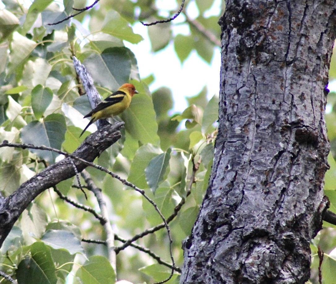 Western Tanager - ML593306531