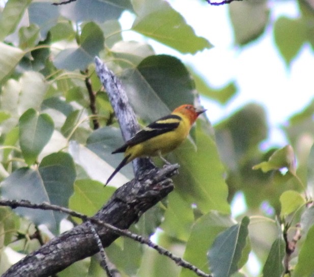 Western Tanager - ML593306541