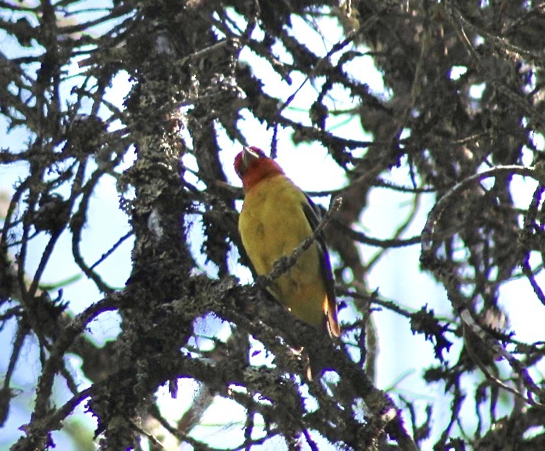 Western Tanager - ML593306551