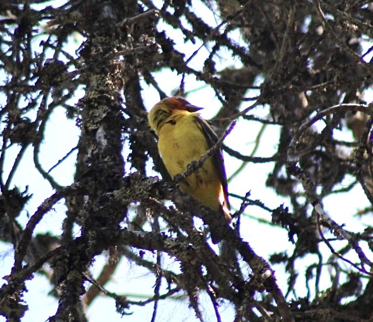 Western Tanager - ML593306561