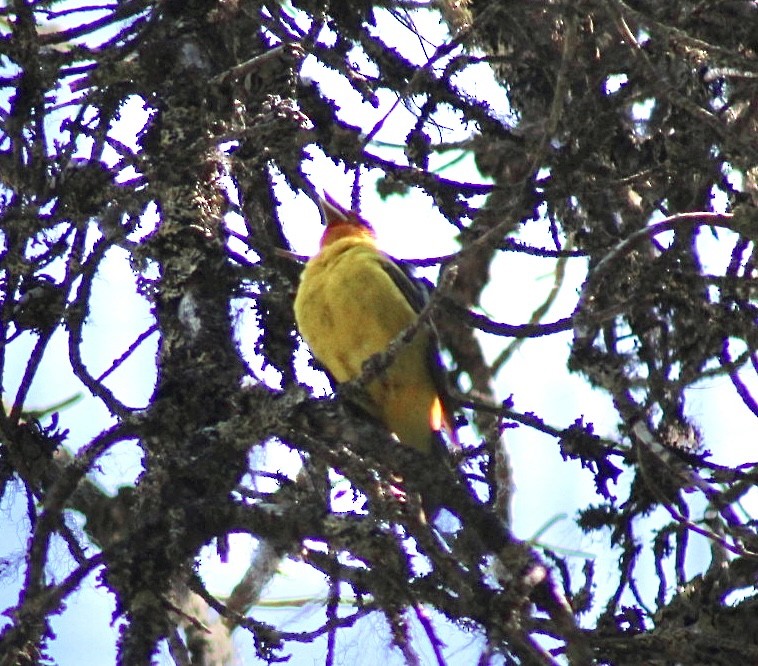 Western Tanager - ML593306571