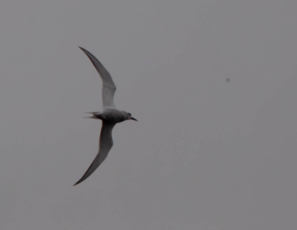 Snowy-crowned Tern - ML593306681