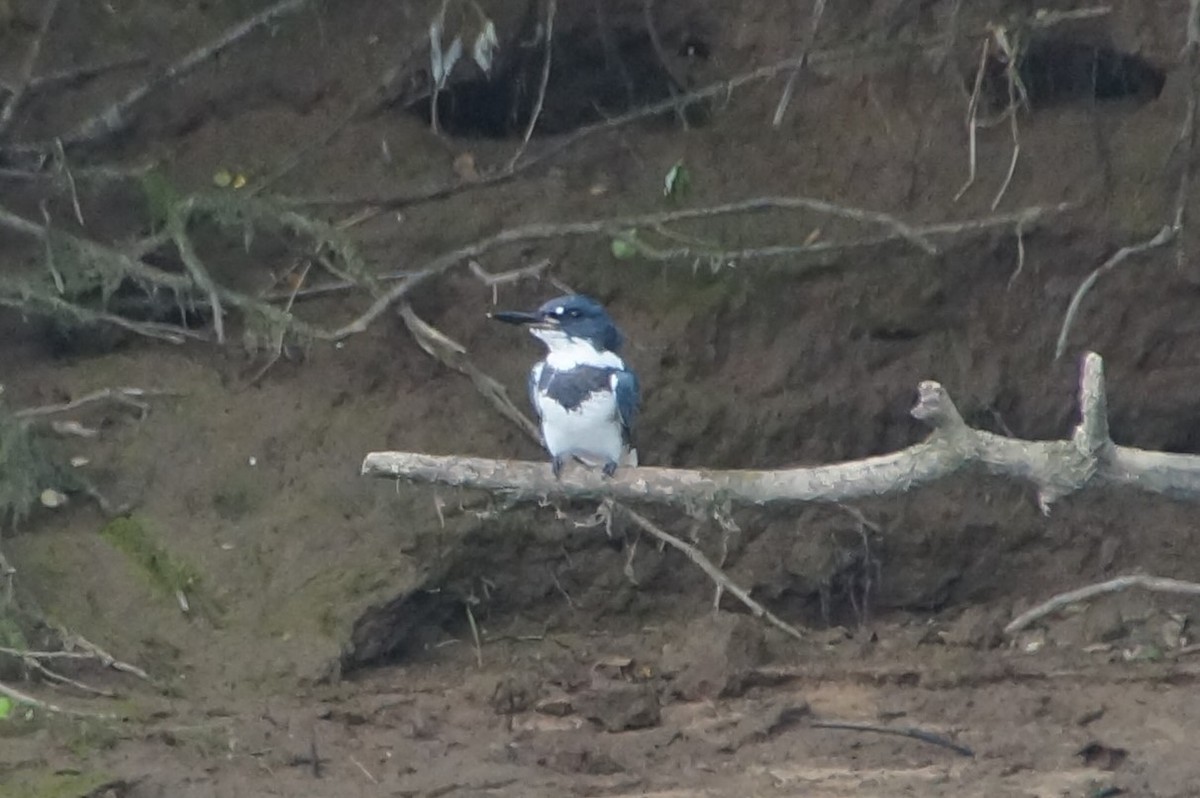 Belted Kingfisher - Anonymous