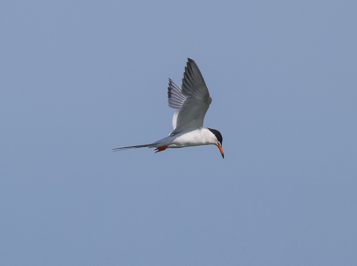 Forster's Tern - Pam Rasmussen