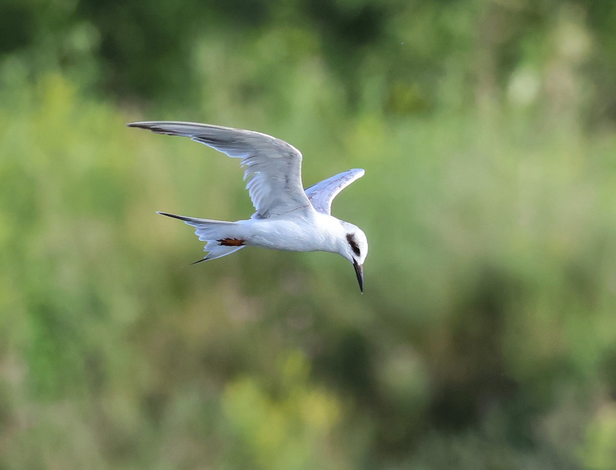 Forster's Tern - Pam Rasmussen