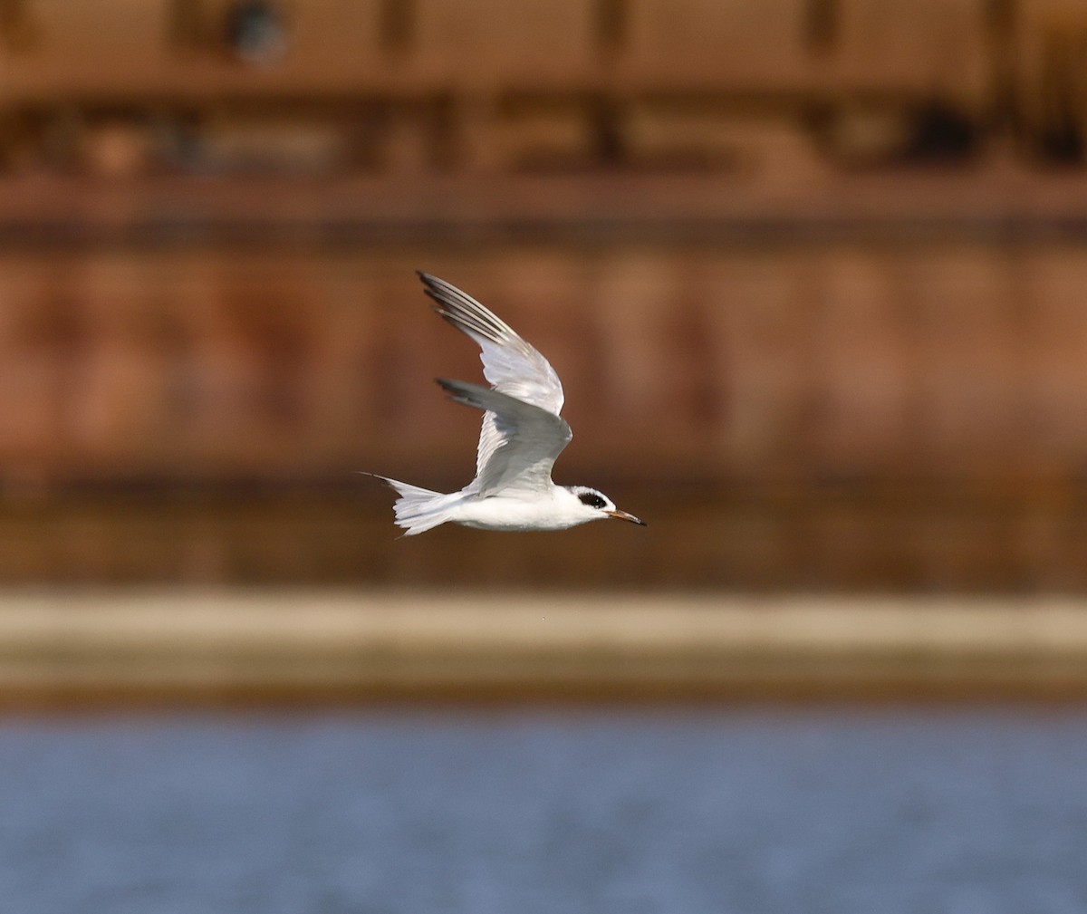 Forster's Tern - ML593308721