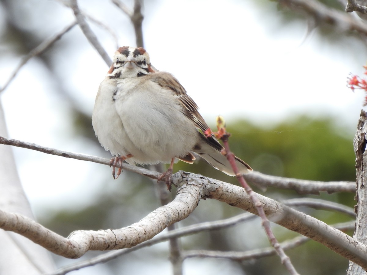 Lark Sparrow - ML59330881