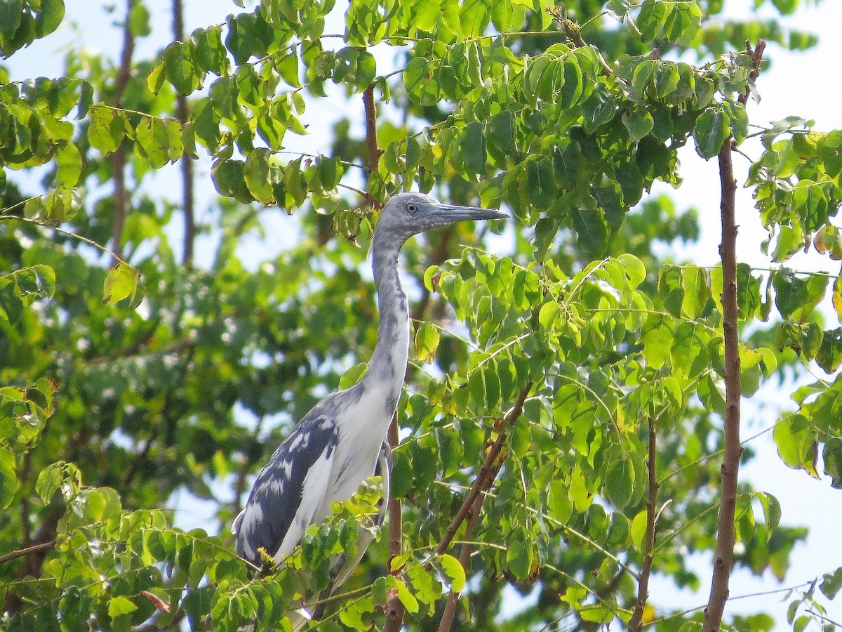 Little Blue Heron - ML593308951