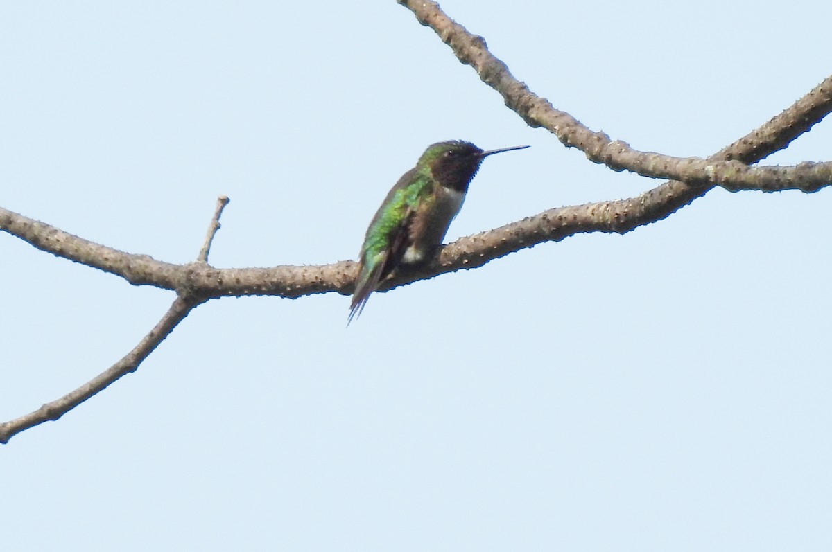 Colibri à gorge rubis - ML593309931