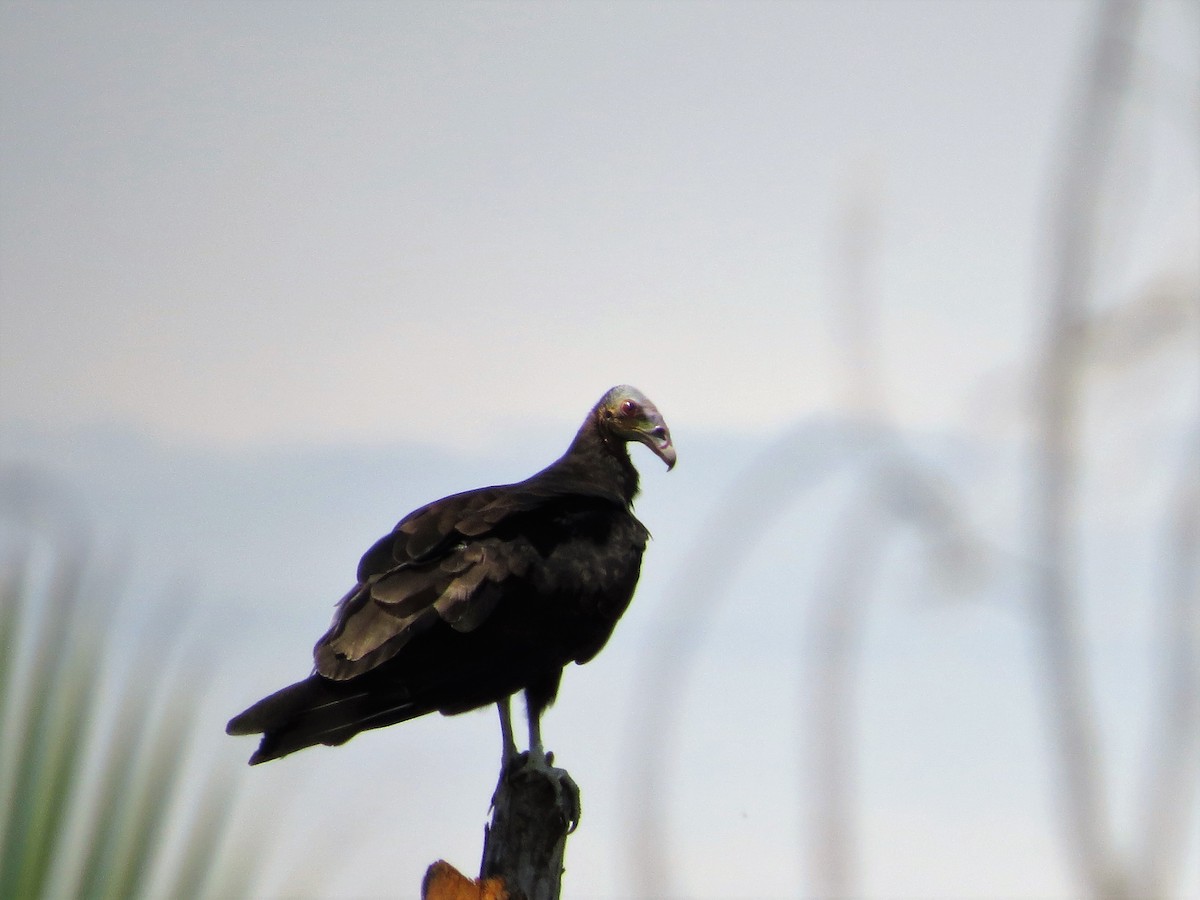 Lesser Yellow-headed Vulture - Alex Loya